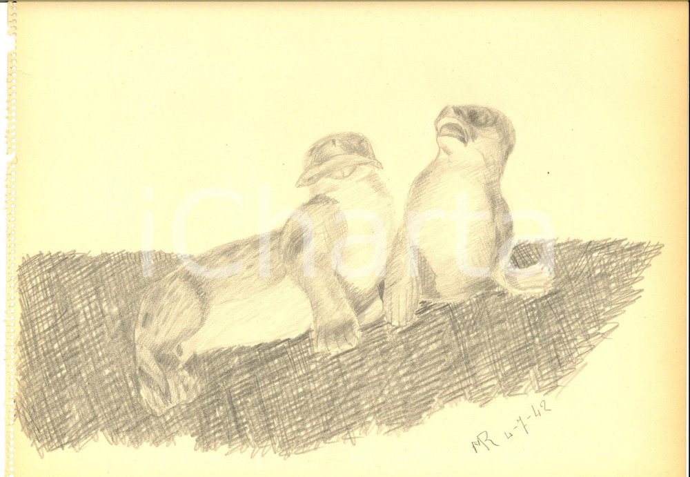 Stampa, bozzetto originale 1942 ARTE Una coppia di lontre Disegno a matita FIRMATO 31x23 cm 1