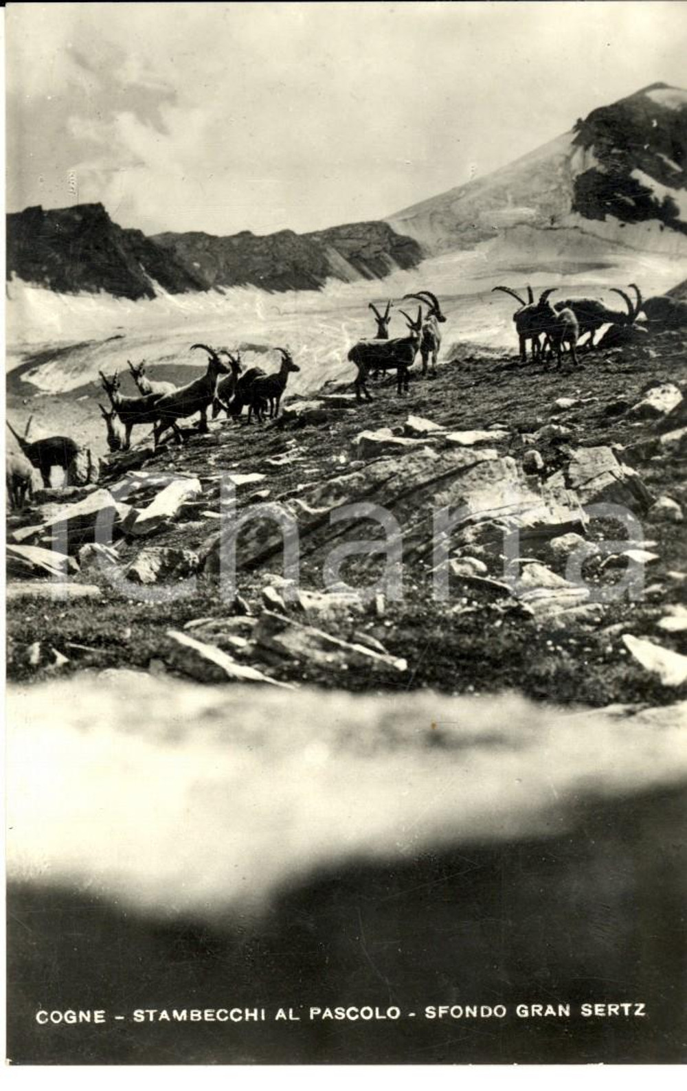 Cartolina originale da collezione 1950 ca COGNE AO Stambecchi al pascolo con GRAN SERTZ Cartolina FP NV 1