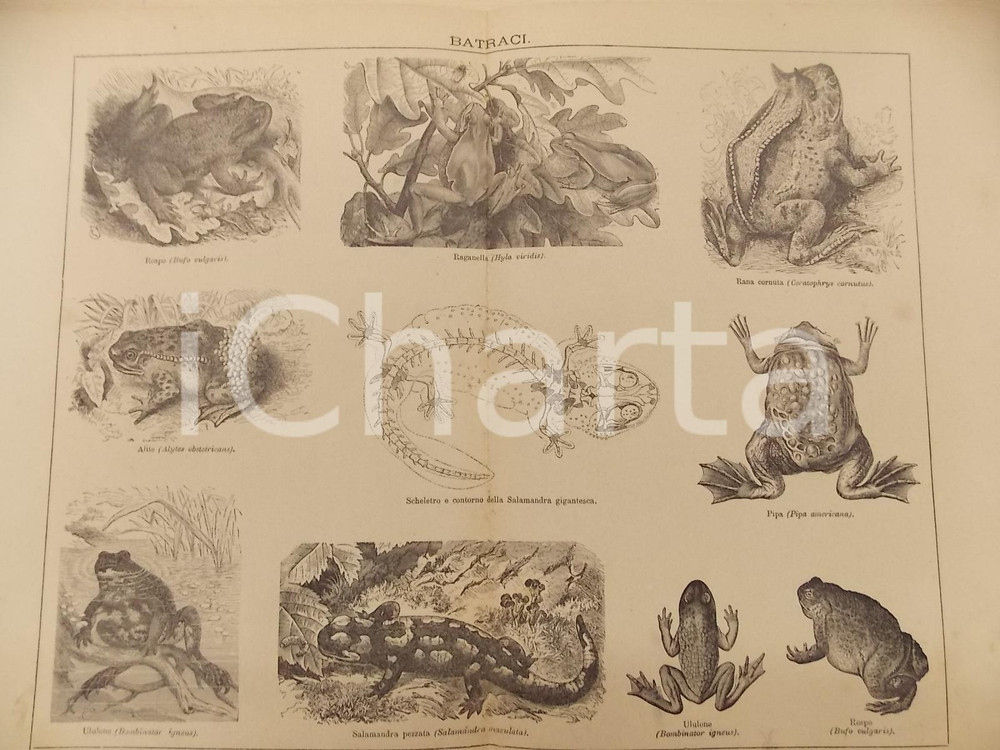 Stampa, bozzetto originale 1900 ca LEXICON VALLARDI Enciclopedia Universale  Batraci Tavola 1