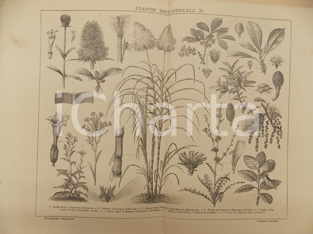 Stampa, bozzetto originale 1900 ca LEXICON VALLARDI Enciclopedia  Piante industriali II Tavola ILLUSTRATA 1
