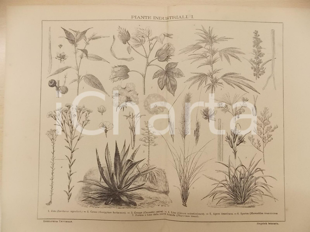 Stampa, bozzetto originale 1900 ca LEXICON VALLARDI Enciclopedia  Piante industriali I Tavola ILLUSTRATA 1
