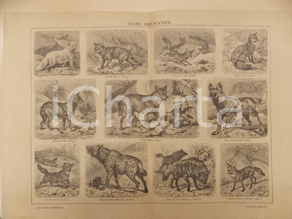 Stampa, bozzetto originale 1900 ca LEXICON VALLARDI Enciclopedia Universale  Cani selvatici Tavola 1