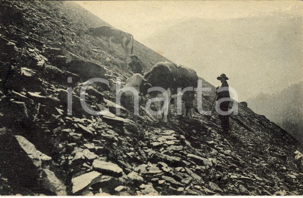 Cartolina originale da collezione 1916 CASSANO ALLO IONIO CS Mucche al pascolo Cartolina postale FP VG 1