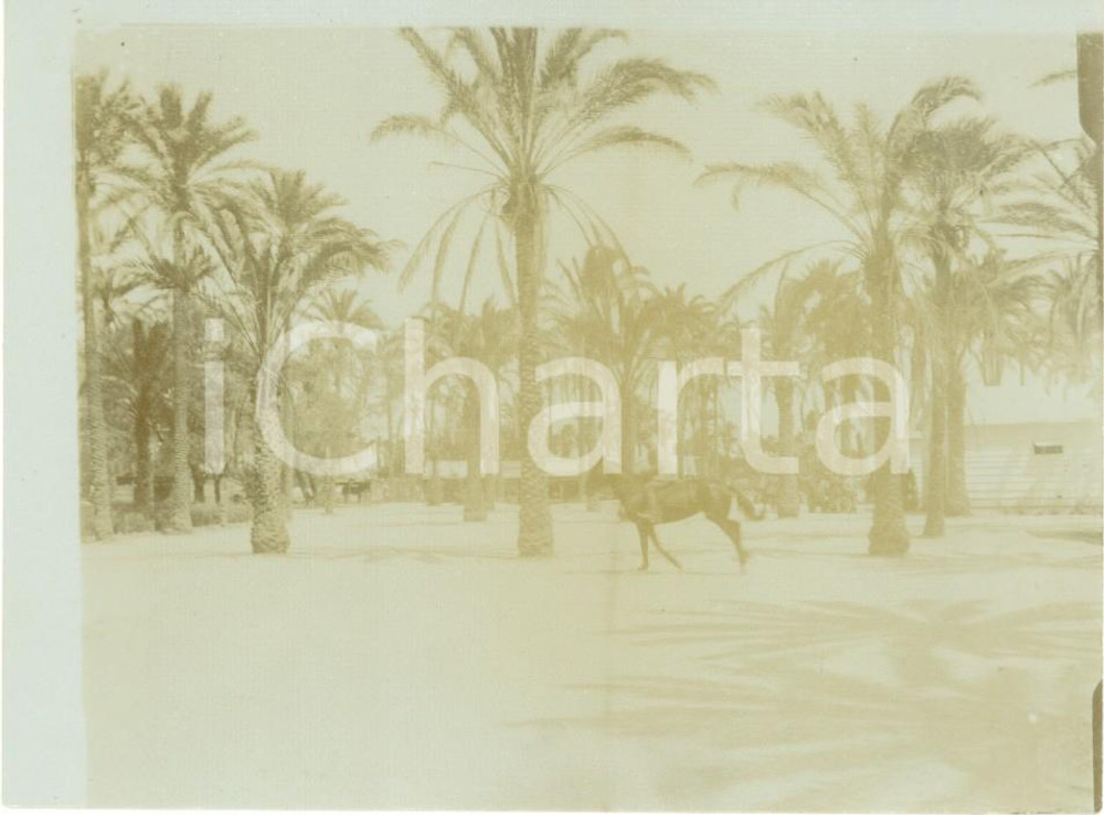 Fotografia d epoca originale 1915 ca TRIPOLI LIBIA A cavallo nei baraccamenti militari dell oasi Fotografia 1