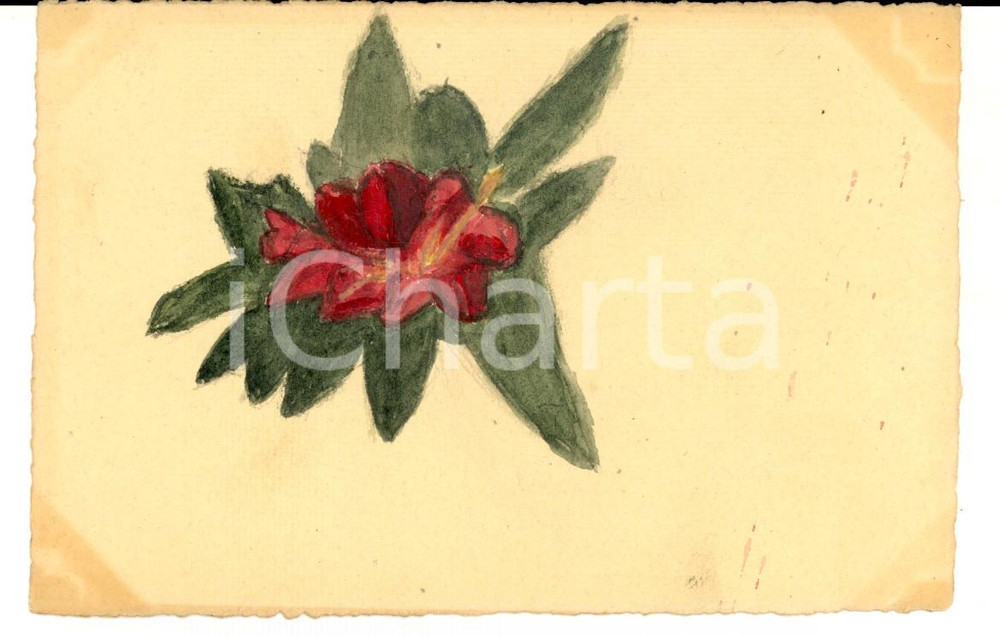 Cartolina originale da collezione 1910 ca FRANCE Cartolina augurale con un fiore rosso DIPINTA A MANO 1