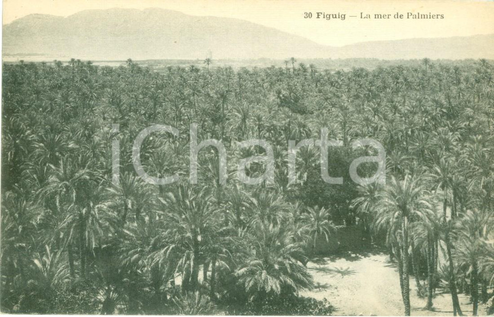 Cartolina originale da collezione 1930 ca FIGUIG MAROCCO Il mare dei palmizi Cartolina FP NV 1