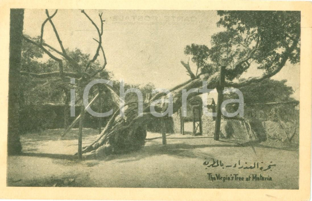 Cartolina originale da collezione 1930 ca ALMATARIYYAH EGITTO L albero della Vergine Maria Cartolina FP NV 1