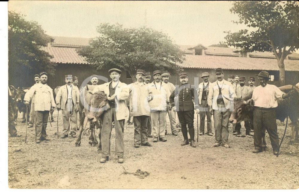 Fotografia d epoca originale 1910 ca FRANCE Ufficiali di fanteria in cascina con i tori Foto 1
