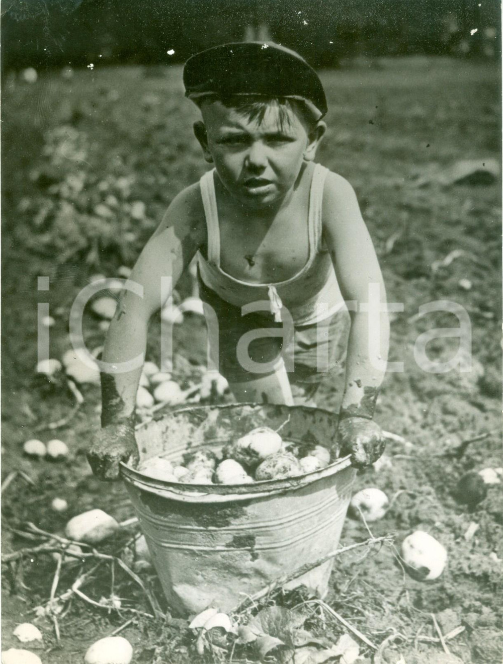 Fotografia d epoca originale 1942 ONTARIO CANADA WW2 Piccolo Doug aiuta a raccogliere Patete We lend a hand 1