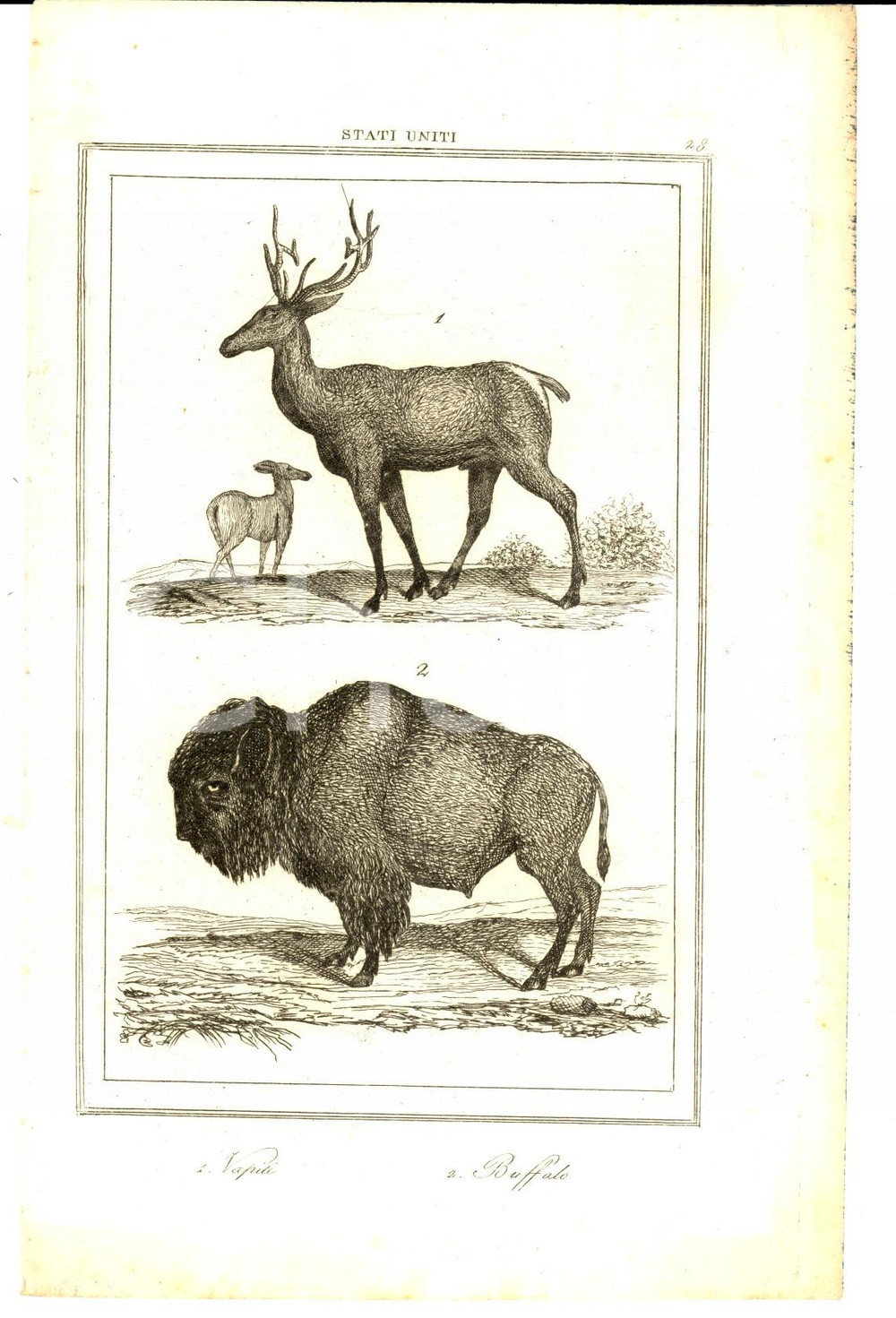 Stampa, bozzetto originale 1830 ca Domeny DE RIENZI Stati Uniti  Vapiti e buffalo Stampa n° 28 1