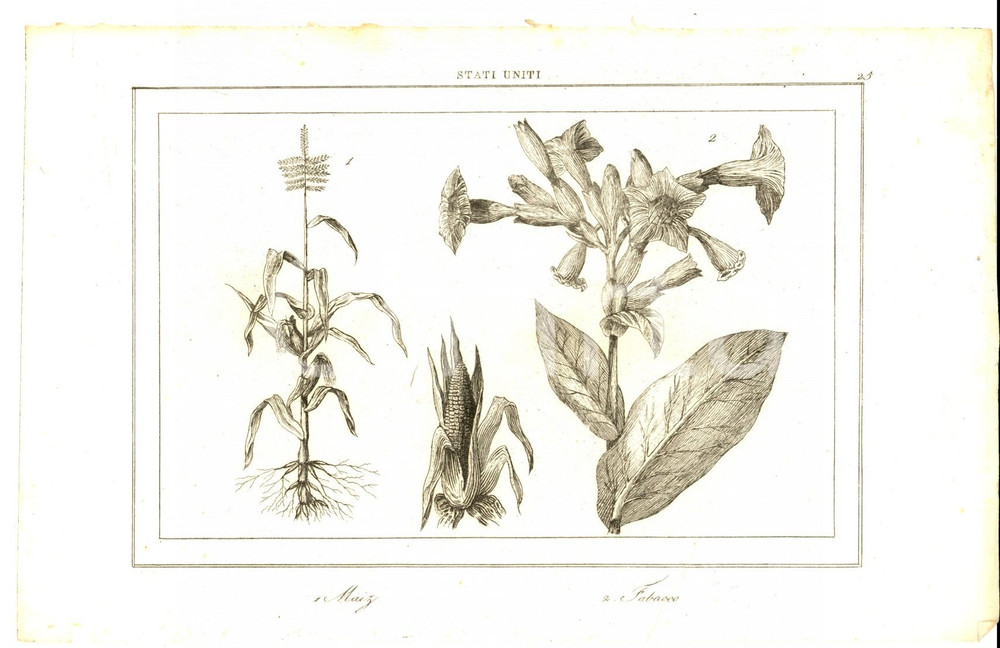 Stampa, bozzetto originale 1830 ca Domeny DE RIENZI Stati Uniti  Mais e tabacco Stampa nÂ° 25 1