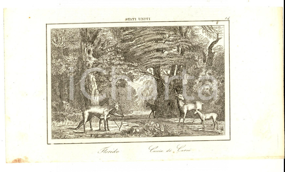 Stampa, bozzetto originale 1830 ca Domeny DE RIENZI Stati Uniti Florida  Caccia de  cervi  Stampa nÂ° 14 1