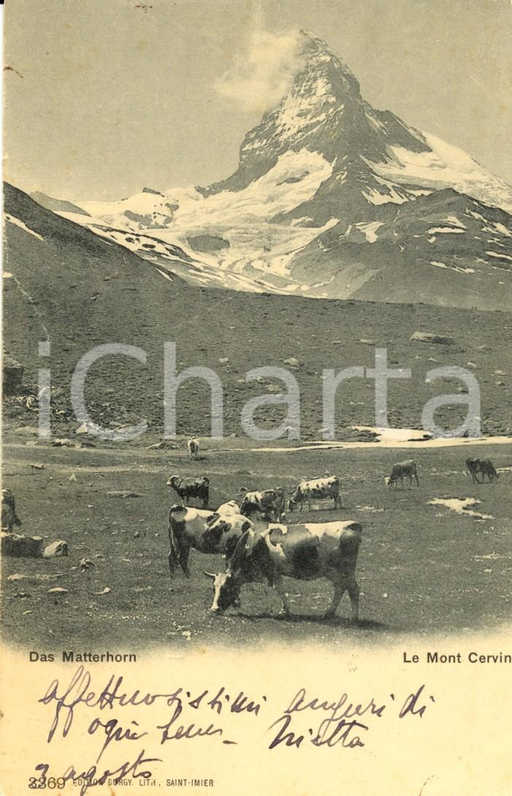 Cartolina originale da collezione 1900 ca VALLE D AOSTA Mucche al pascolo ai piedi Monte CERVINO Cartolina FP VG 1