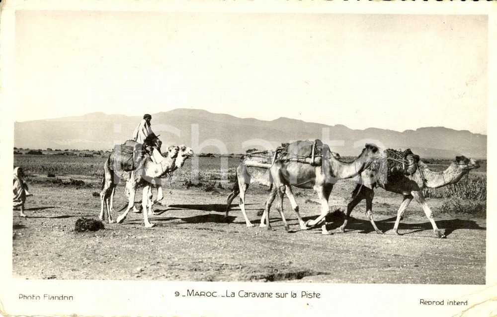 Cartolina originale da collezione 1960 MAROC La caravane sur la piste dans le dÃ©sert Cartolina ANIMATA FP VG 1