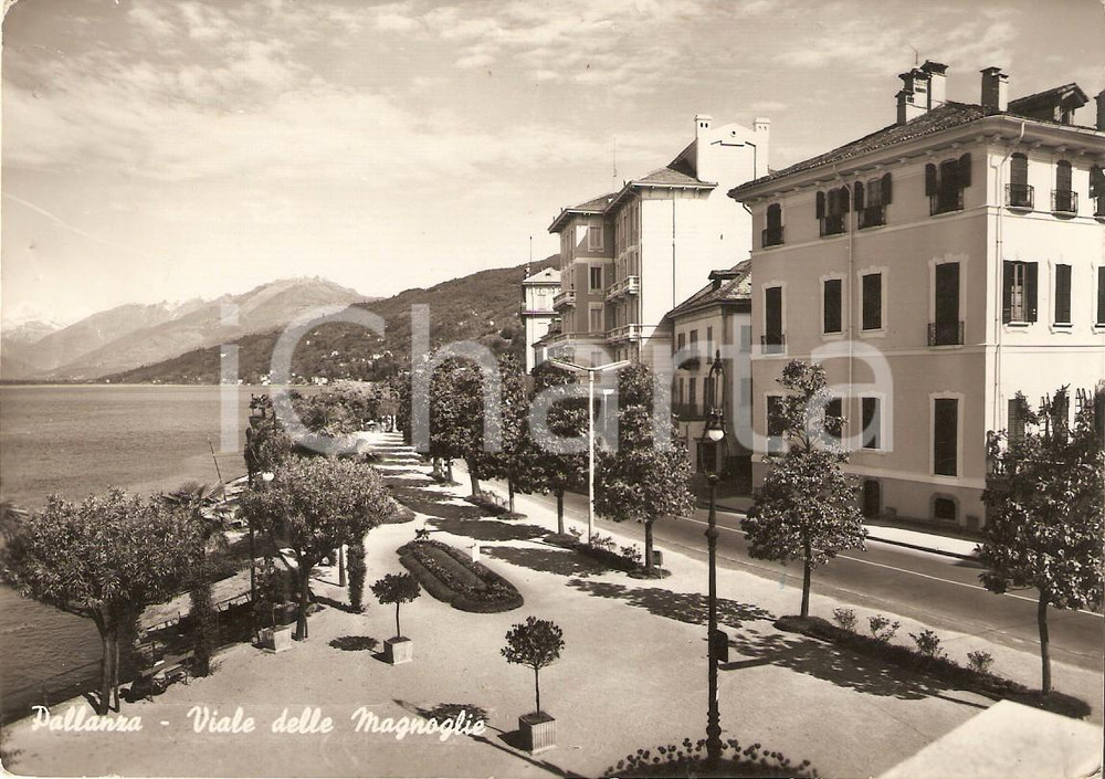 Cartolina originale da collezione 1951 VERBANIA Frazione PALLANZA VB Viale delle Magnolie Cartolina FG VG 1