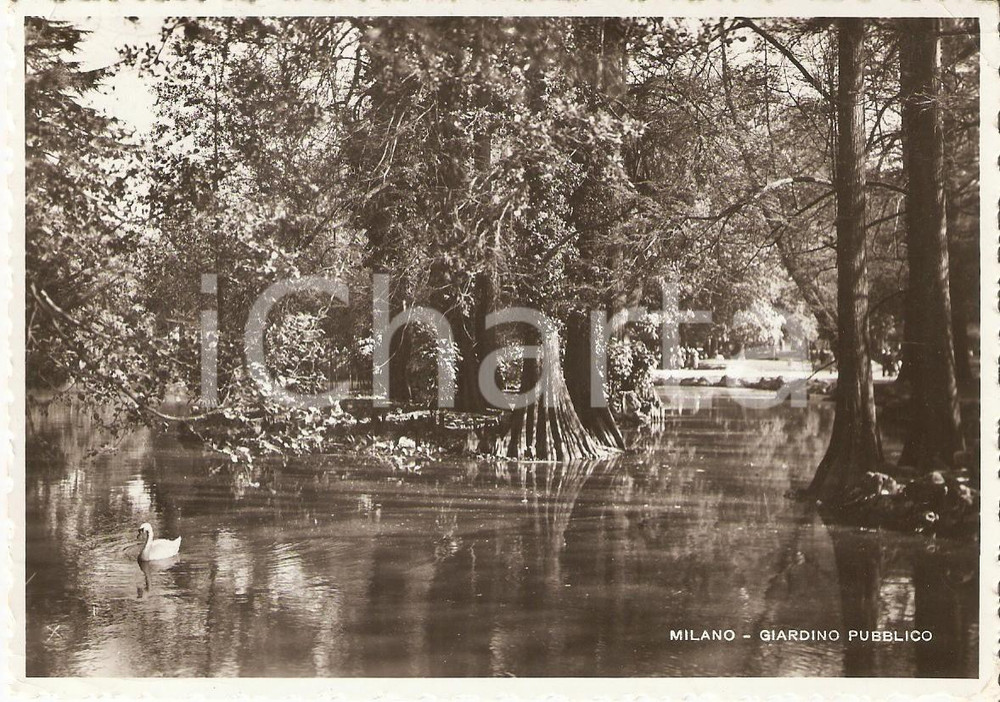 Cartolina originale da collezione 1939 MILANO Cigno nel laghetto del Giardino Pubblico Cartolina FG VG 1