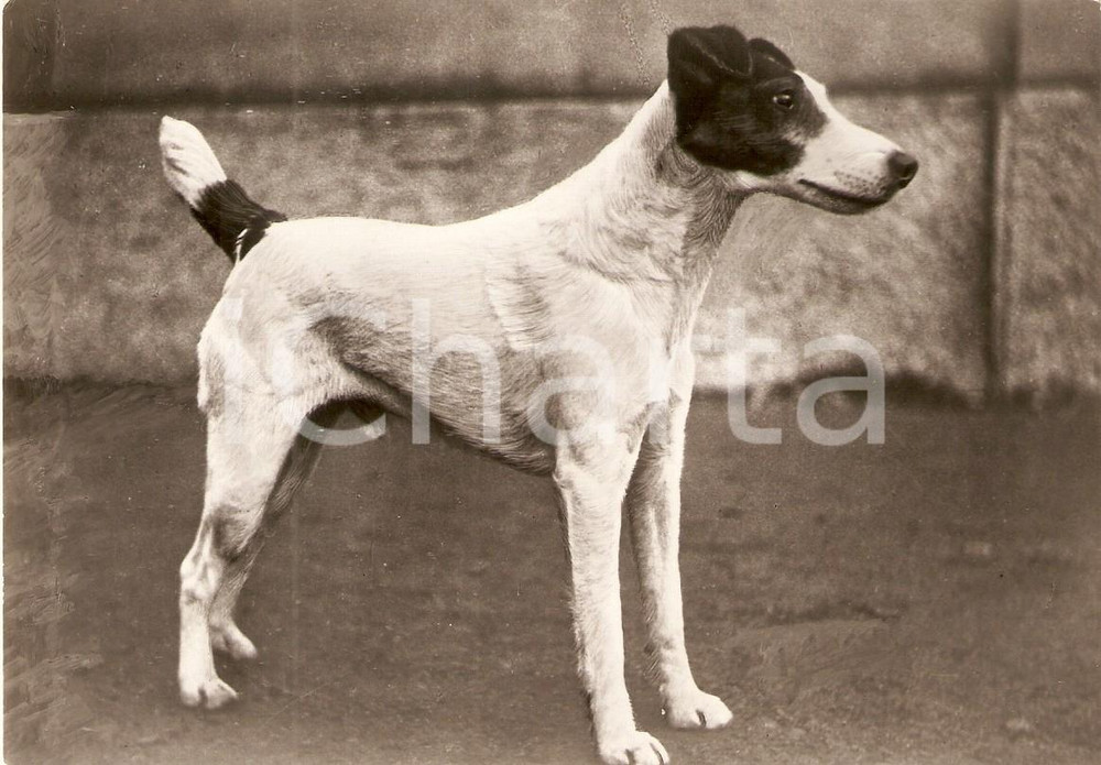 Cartolina originale da collezione 1951 MILANO Fox Terrier REBUS DI STRESA del Comm. Achille GALVANI Cartolina FG 1