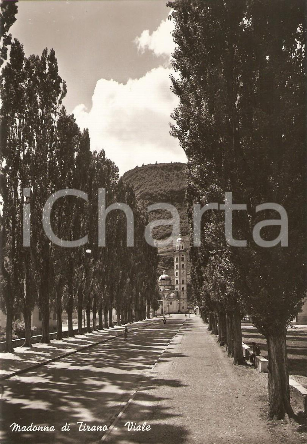 Cartolina originale da collezione 1955 ca TIRANO SO Viale alberato del Santuario della Madonna Cartolina FG NV 1
