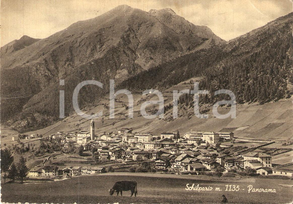 Cartolina originale da collezione 1953 SCHILPARIO BG Panorama con mucca al pascolo Cartolina FG VG 1