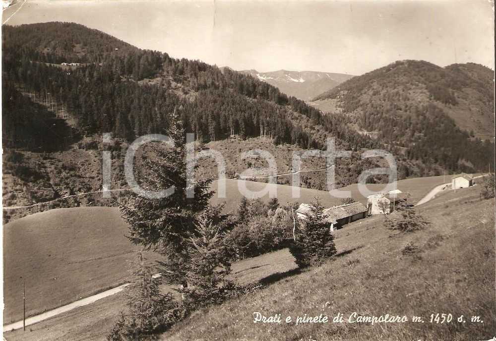 Cartolina originale da collezione 1959 PRESTINE BS Prati e pinete di CAMPOLARO Cartolina FG VG 1