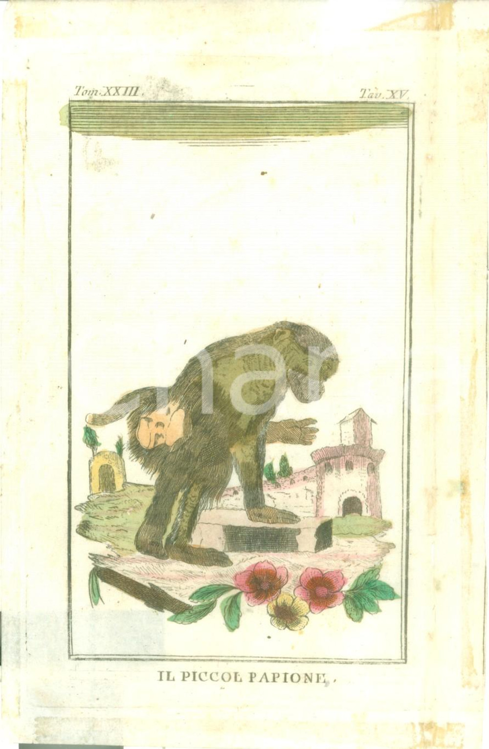 Stampa, bozzetto originale 1845 ca STORIA NATURALE Il piccol papione Stampa COLORATA A MANO 1