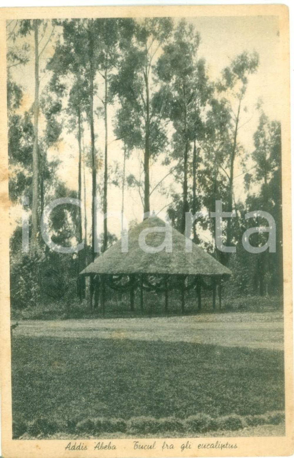 Cartolina originale da collezione 1936 ADDIS ABEBA ETIOPIA AOI Tucul fra gli ecualiptus Cartolina FP NV 1