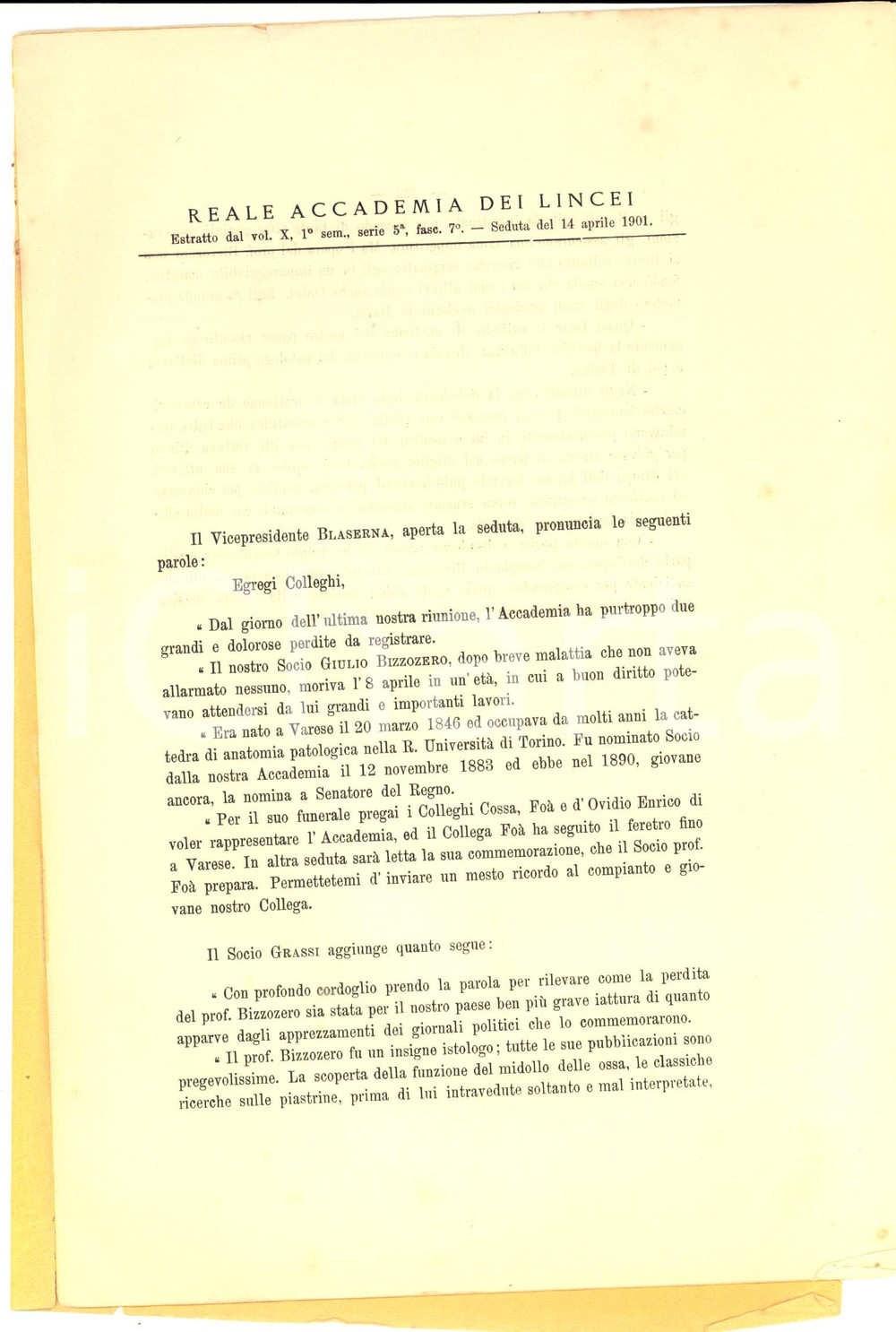 Libro, pubblicazione d epoca 1901 ROMA Accademia dei LINCEI In morte del socio Giulio BIZZOZZERO Estratto 1