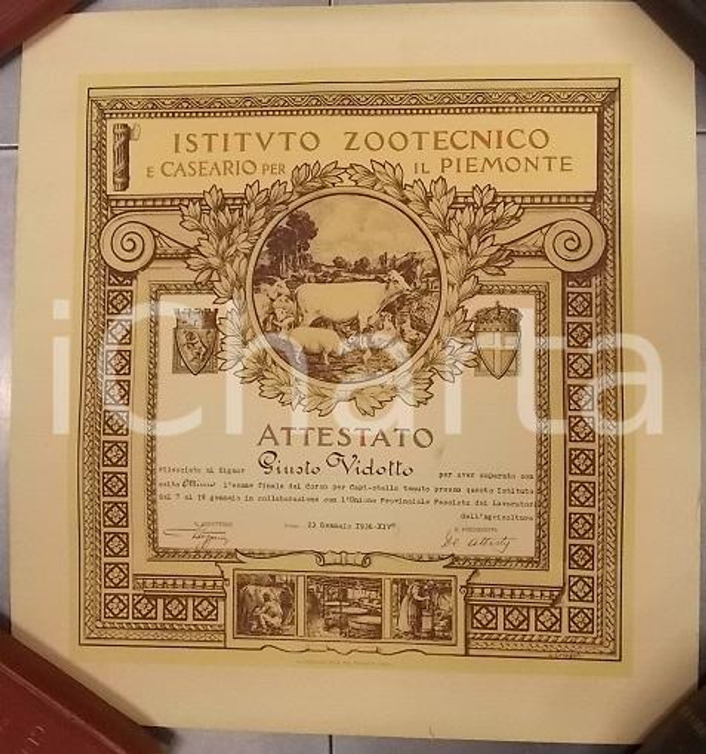 Documento originale, autentico 1936 TORINO Istituto Zootecnico Caseario Diploma capostalla Giusto VIDOTTO 1