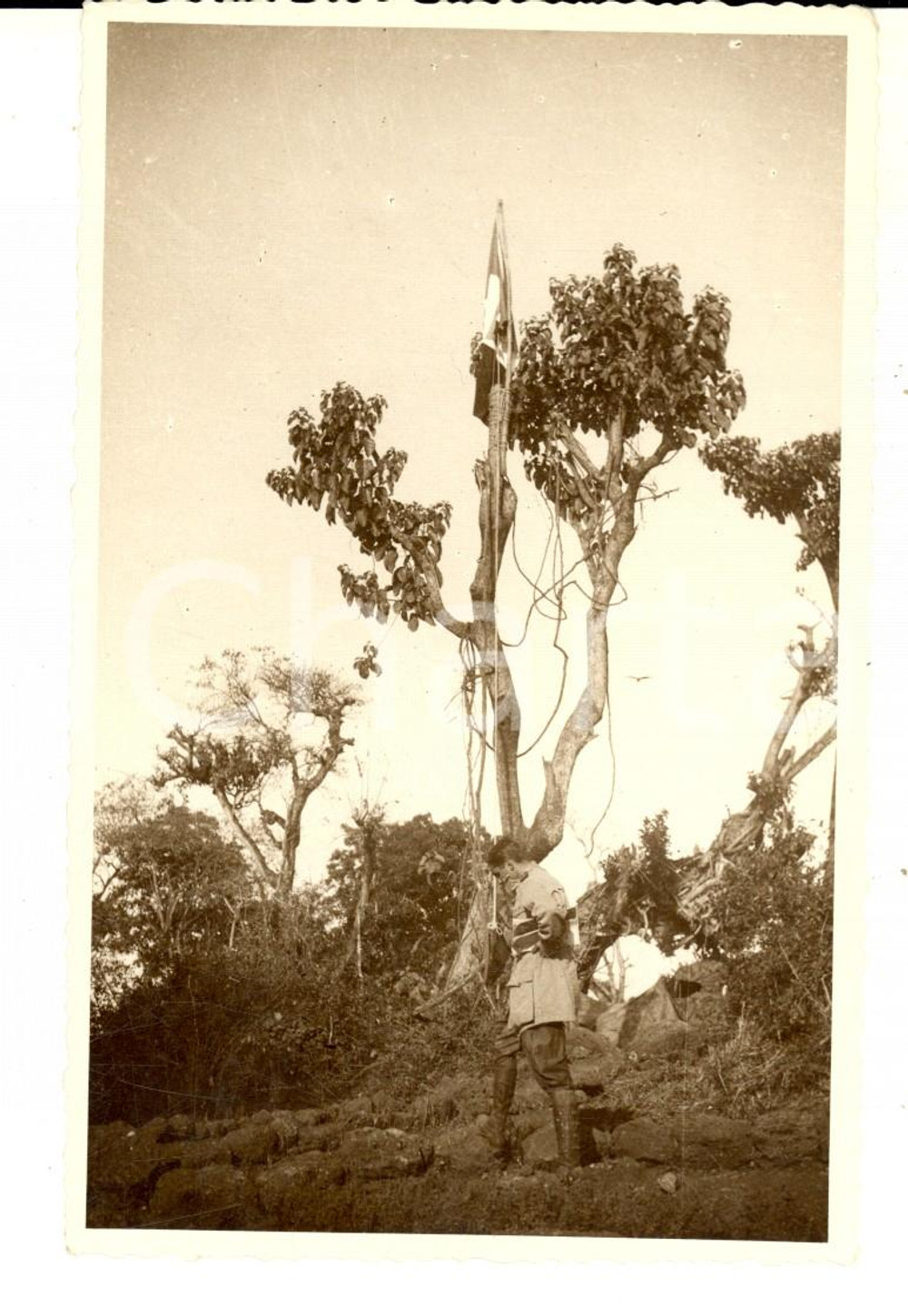 Fotografia d epoca originale 1940 ca AOI ERITREA ? Ufficiale italiano con il tricolore su un albero Foto 1