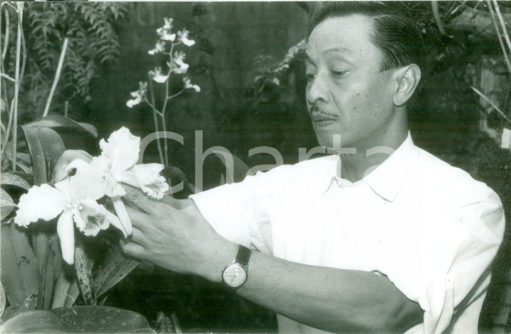 Fotografia d epoca originale 1964 RIJSWIJK OLANDA Coltivazione di una Cattleya ibrida Fotografia 1