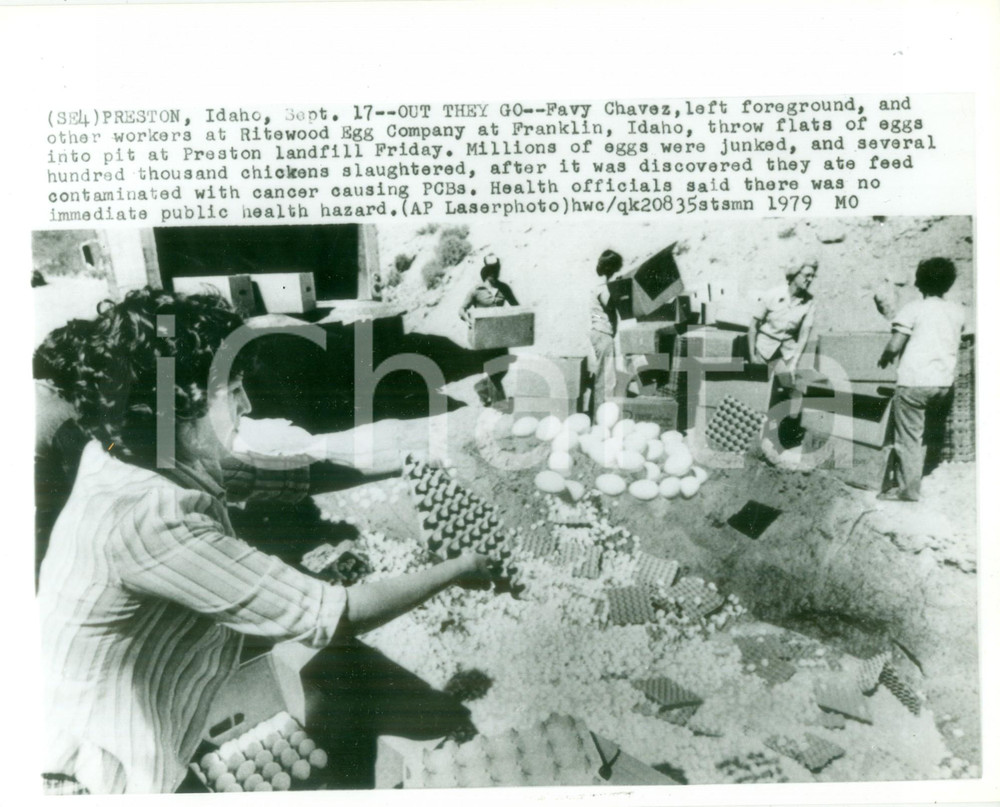 Fotografia d epoca originale 1979 PRESTON USA Operaie RITEWOOD EGG COMPANY distruggono uova contaminate Foto 1