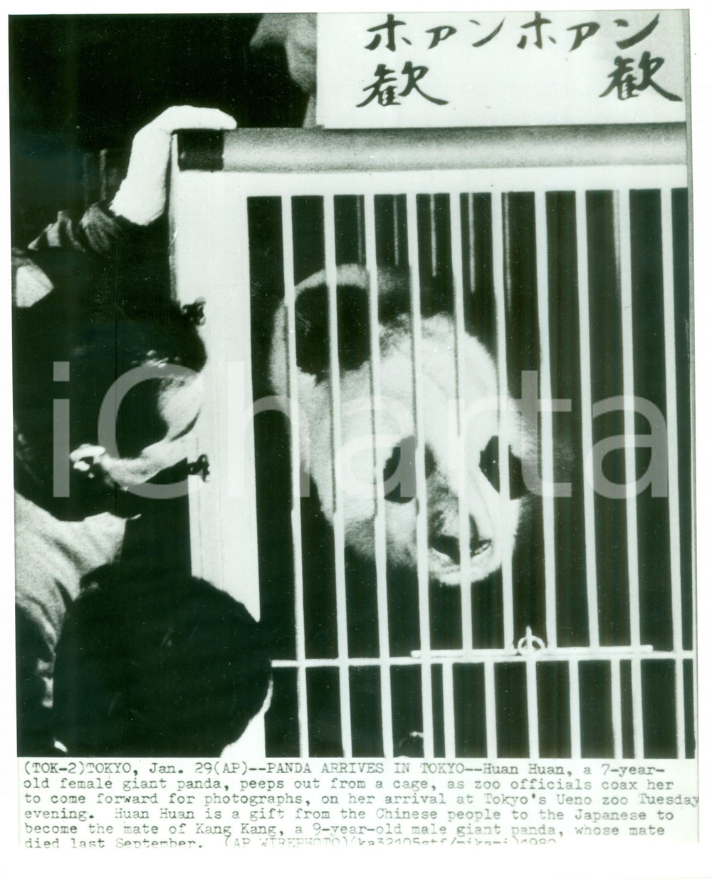 Fotografia d epoca originale 1980 TOKYO JAPAN Il panda HUAN HUAN arriva allo zoo di UENO Fotografia 1
