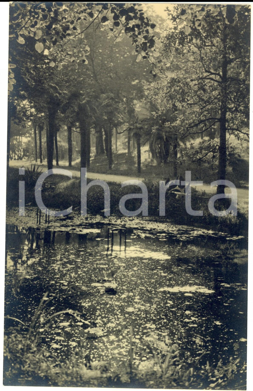 Fotografia d epoca originale 1960 ca FRANCE Veduta artistica di uno stagno Fotografia VINTAGE 15x23 1