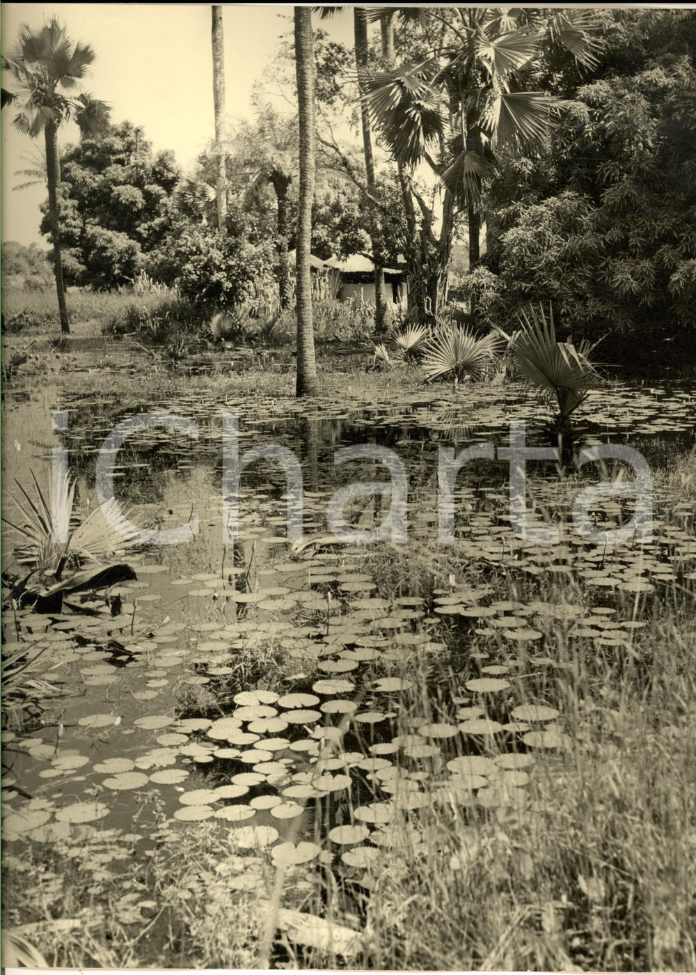 Fotografia d epoca originale 1960 ca SENEGAL Fiume nella foresta equatoriale con ninfee Foto ARTISTICA 21x28 1