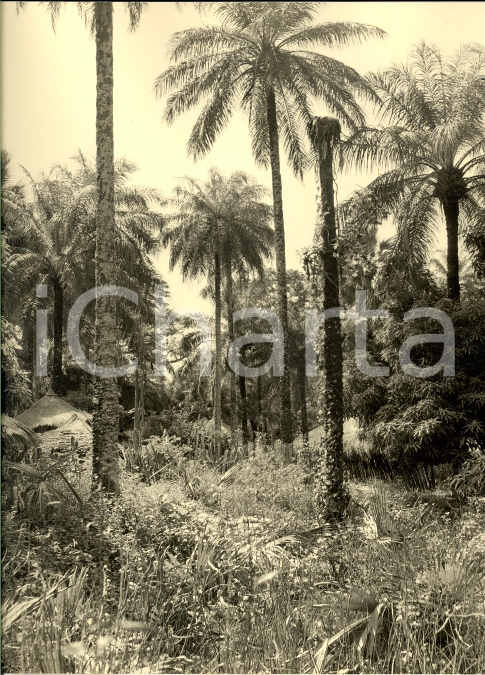 Fotografia d epoca originale 1960 ca SENEGAL Capanne nella foresta equatoriale Foto ARTISTICA 21x28 1