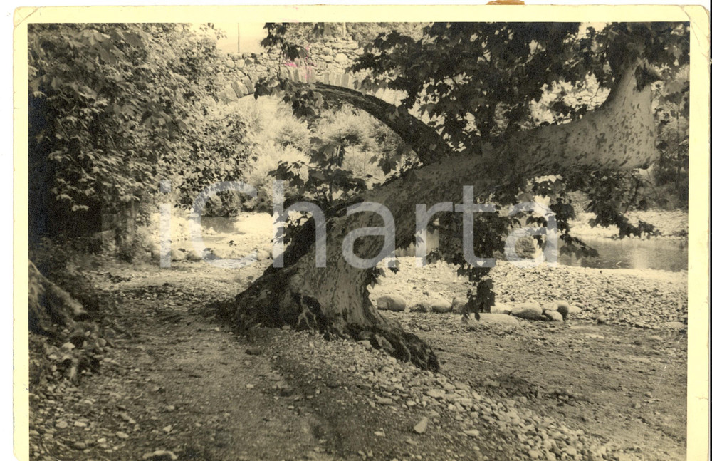 Fotografia d epoca originale 1960 ca AREA FRANCESE Antico arco in pietra con albero Foto ARTISTICA 30x20 1