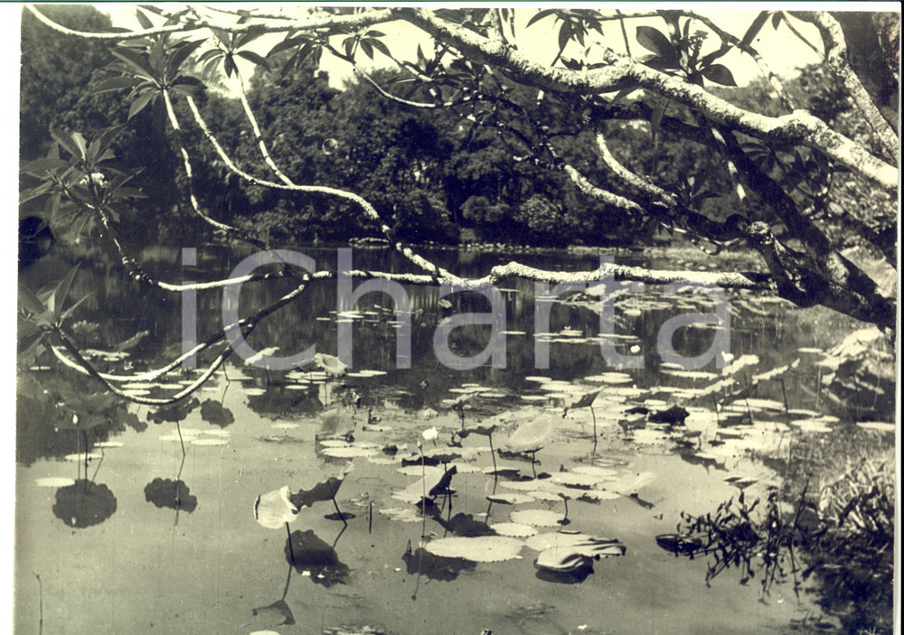 Fotografia d epoca originale 1960 ca GABON Fiume nella foresta equatoriale con ninfee Foto ARTISTICA 30x24 1