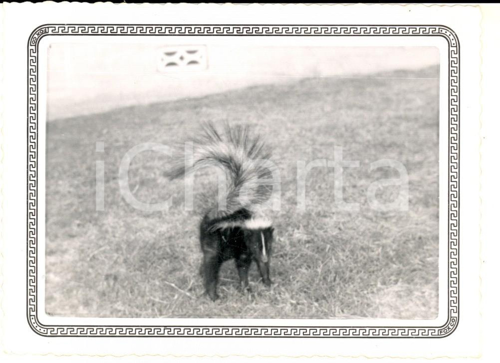 Fotografia d epoca originale 1953 SAN ANTONIO TEXAS Una puzzola in collera Foto CURIOSA 12x9 cm 1