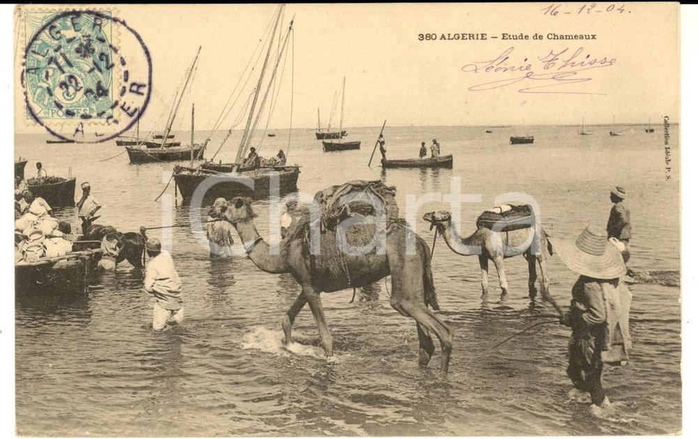 Cartolina originale da collezione 1904 COSTUMI ALGERIA Cammelli da soma in riva al mare Cartolina postale FP VG 1