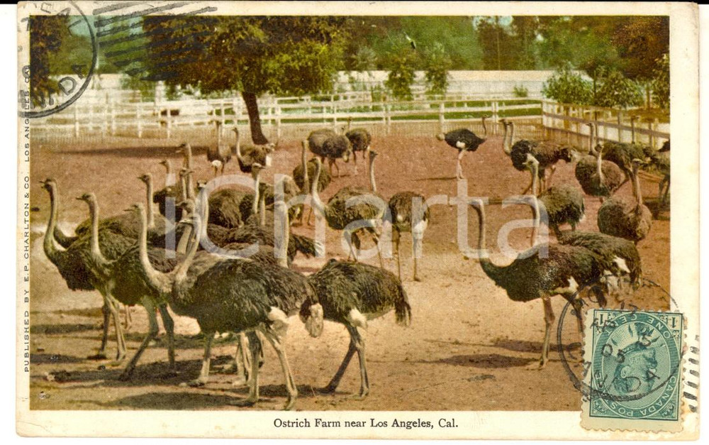 Cartolina originale da collezione 1905 LOS ANGELES USA Ostrich Farm VINTAGE Postcard FP VG 1