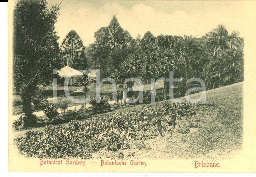 Cartolina originale da collezione 1900 ca BRISBANE AUSTRALIA Botanical Gardens VINTAGE postcard 1