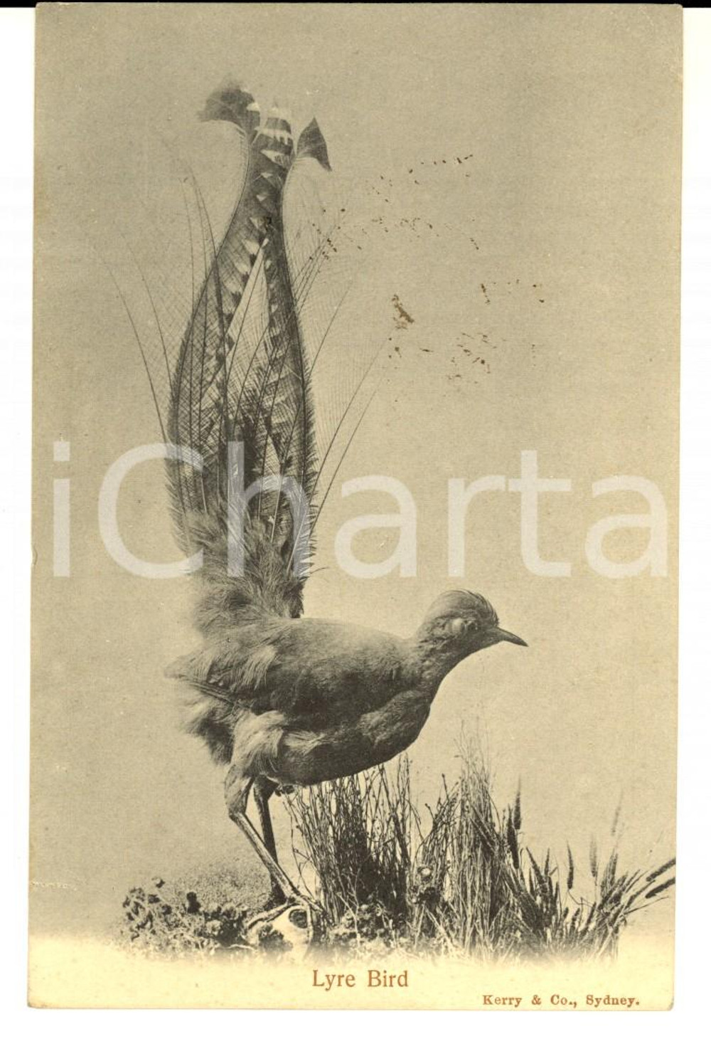 Cartolina originale da collezione 1900 ca SYDNEY AUSTRALIA Lyre Bird VINTAGE postcard signed Jas ELLIOT 1