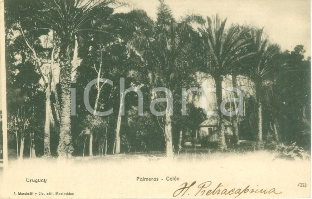 Cartolina originale da collezione 1900 ca COLON URUGUAY Palmeras  Veduta generale Cartolina postale FP NV 1