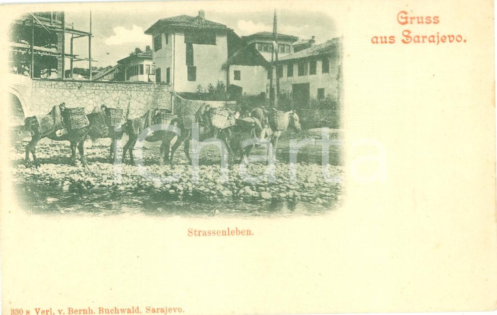 Cartolina originale da collezione 1900 ca SARAJEVO BOSNIA Asini da soma sulla riva del fiume Cartolina FP NV 1