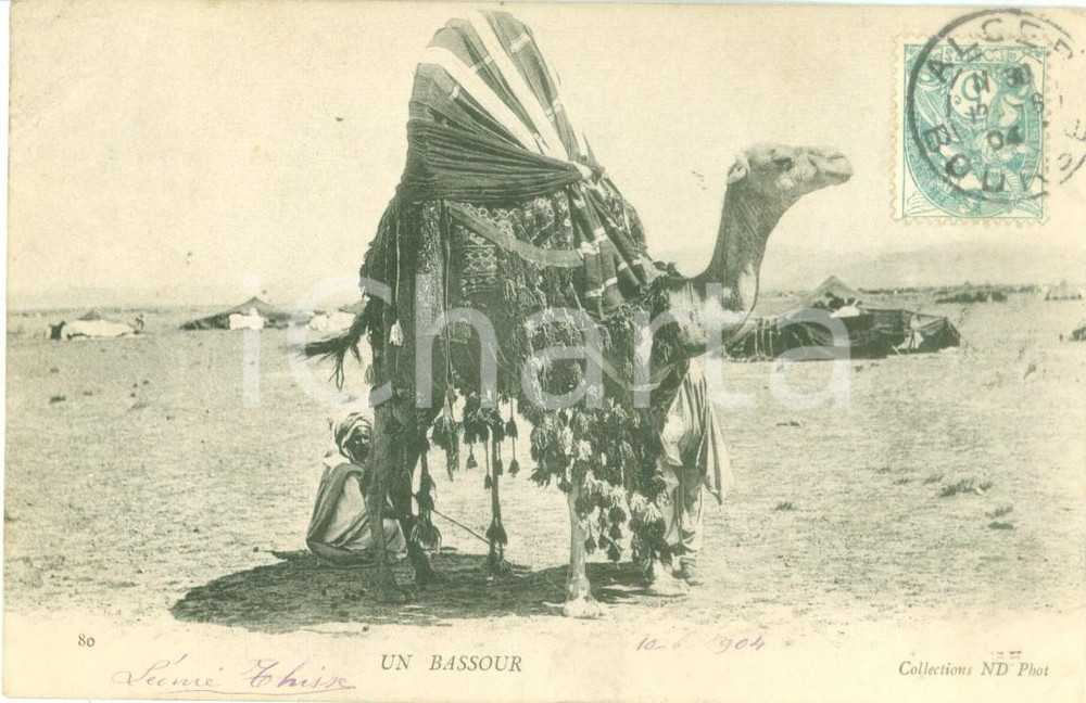 Cartolina originale da collezione 1904 ALGERIA Un bassour in sista nel deserto Cartolina ANIMATA FP VG 1
