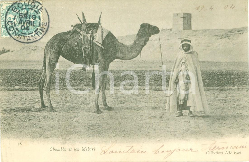 Cartolina originale da collezione 1904 BIJAYA ALGERIA Cammello CHAMBBA e il suo Mehari Cartolina ANIMATA FP VG 1