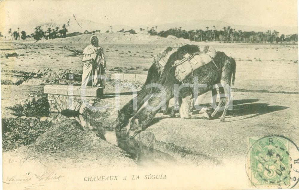 Cartolina originale da collezione 1904 SEGUIA TUNISIA Cammelli si abbeverano a un ruscello Cartolina FP VG 1