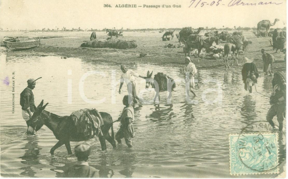 Cartolina originale da collezione 1905 ALGERIA Muli e cammelli guadano un fiume Cartolina ANIMATA FP VG 1