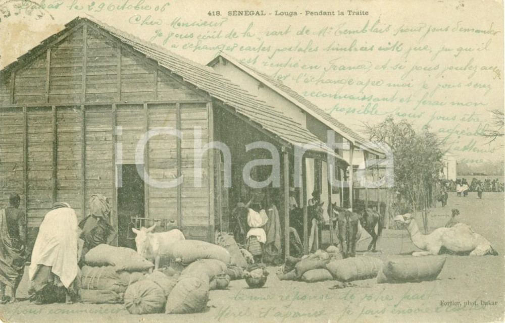Cartolina originale da collezione 1906 LOUGA SENEGAL Cammelli e cavalli in sosta con merci Cartolina ANIMATA FP NV 1