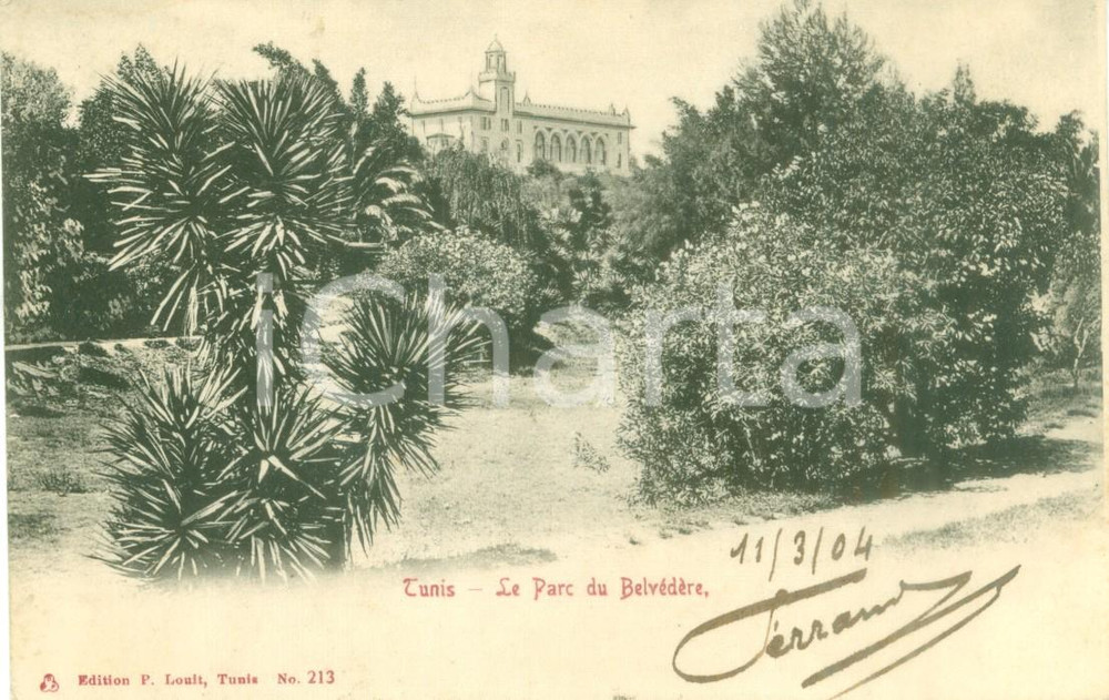 Cartolina originale da collezione 1904 TUNISI Veduta del parco del BELVEDERE Cartolina postale FP VG 1